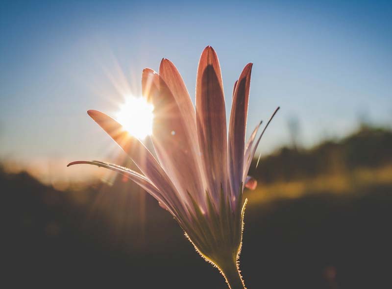 luz del sol a través de una flor